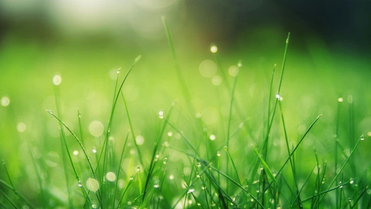 Close-up of fresh green grass with dew drops, glowing in the morning light.