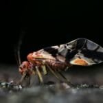 Detailed macro photo of a small intricate insect on a textured background.