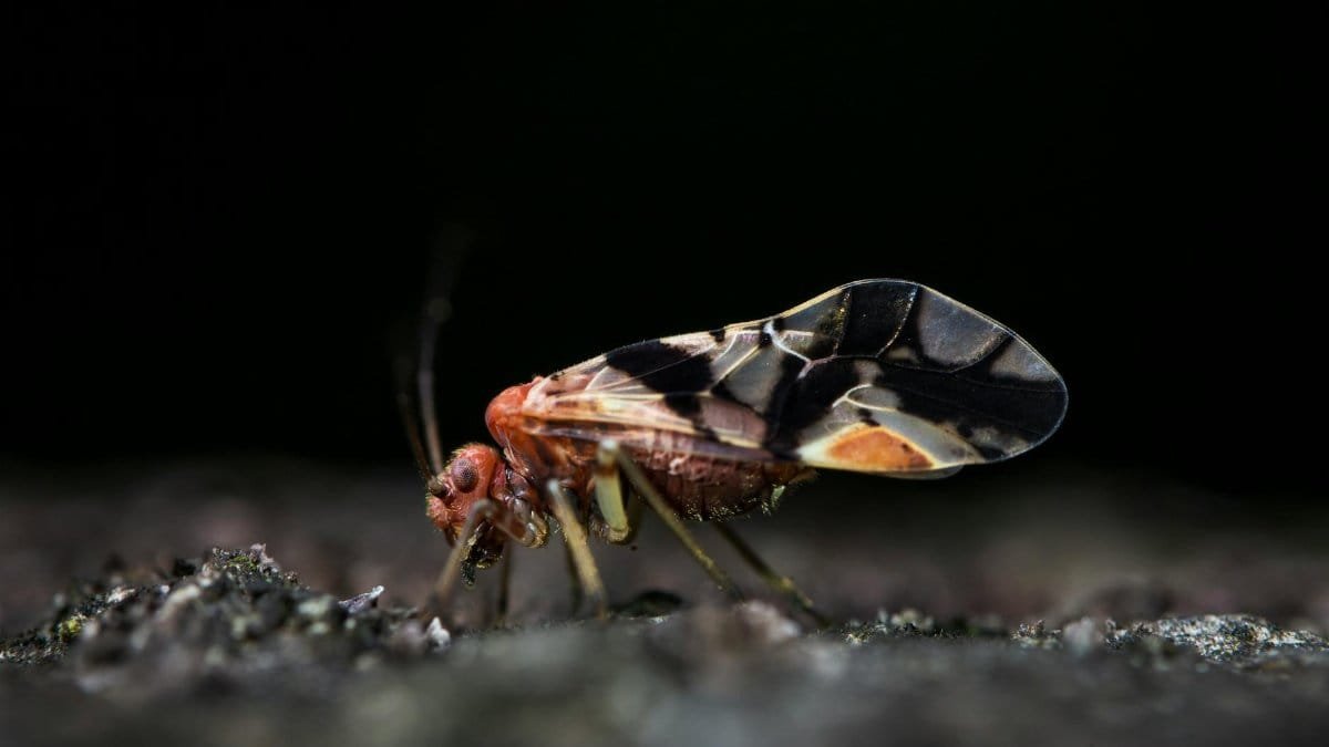 Detailed macro photo of a small intricate insect on a textured background.