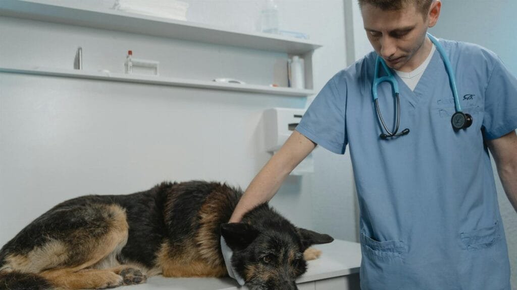 Veterinarian examining a German Shepherd dog on a clinic table, showcasing care and professionalism.