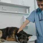 Veterinarian examining a German Shepherd dog on a clinic table, showcasing care and professionalism.