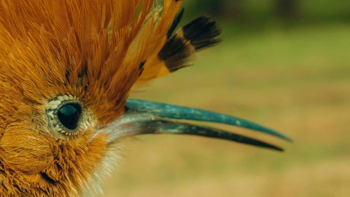 Eurasian Hoopoe