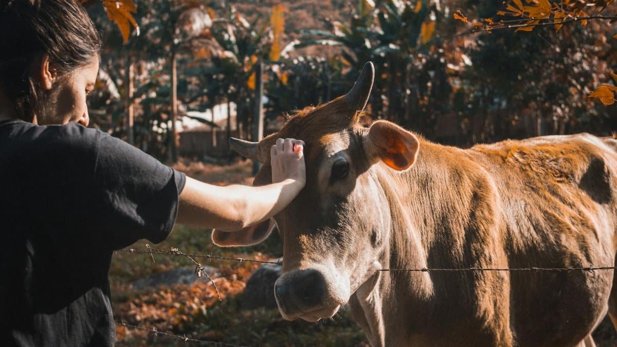 A woman gently pets a cow in an outdoor farm setting under warm sunlight.