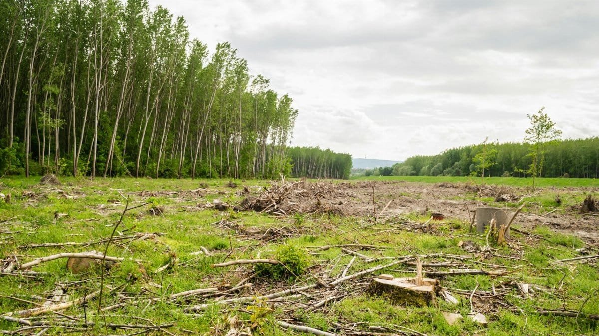 A vivid depiction of deforestation highlighting the environmental impact and cleared land.