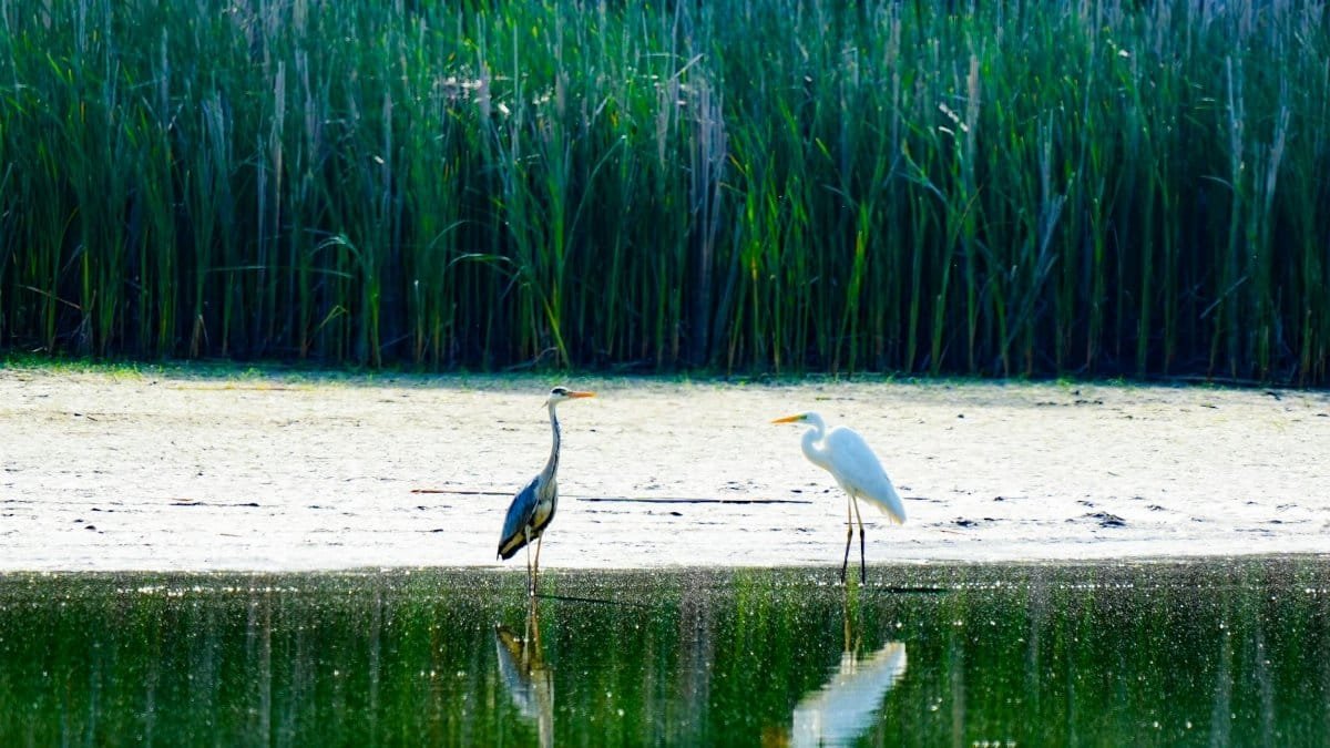 Environmental Triggers: The Invisible Influences