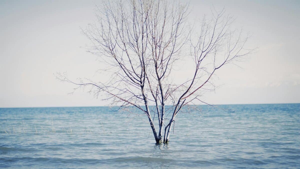 A lone tree stands elegantly in the middle of serene ocean waters under a clear sky.