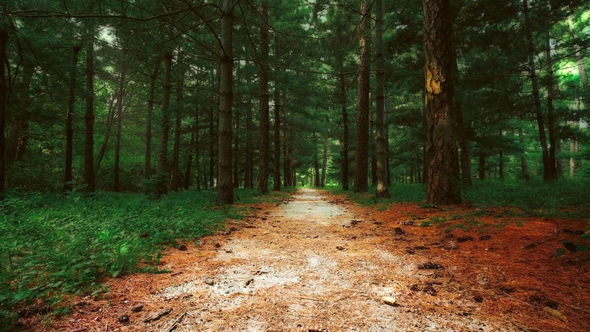 Peaceful forest path surrounded by lush greenery in Nebraska, perfect for nature photography.