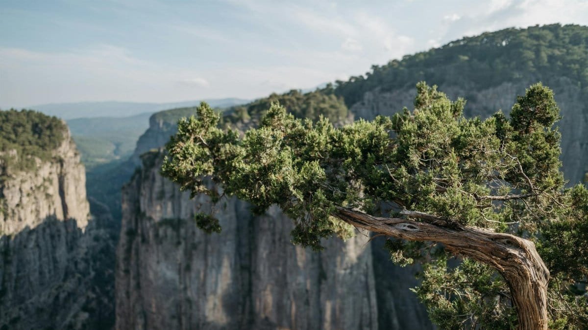 Capture of a rocky canyon with a juniper tree in the foreground, showcasing natural beauty.