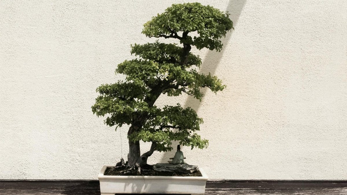 A beautifully shaped bonsai tree in a white ceramic pot against a neutral background.