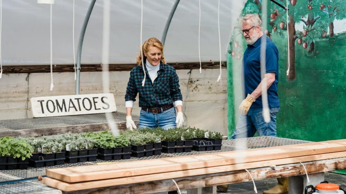 Elderly couple tending to tomato seedling trays in a greenhouse setting.