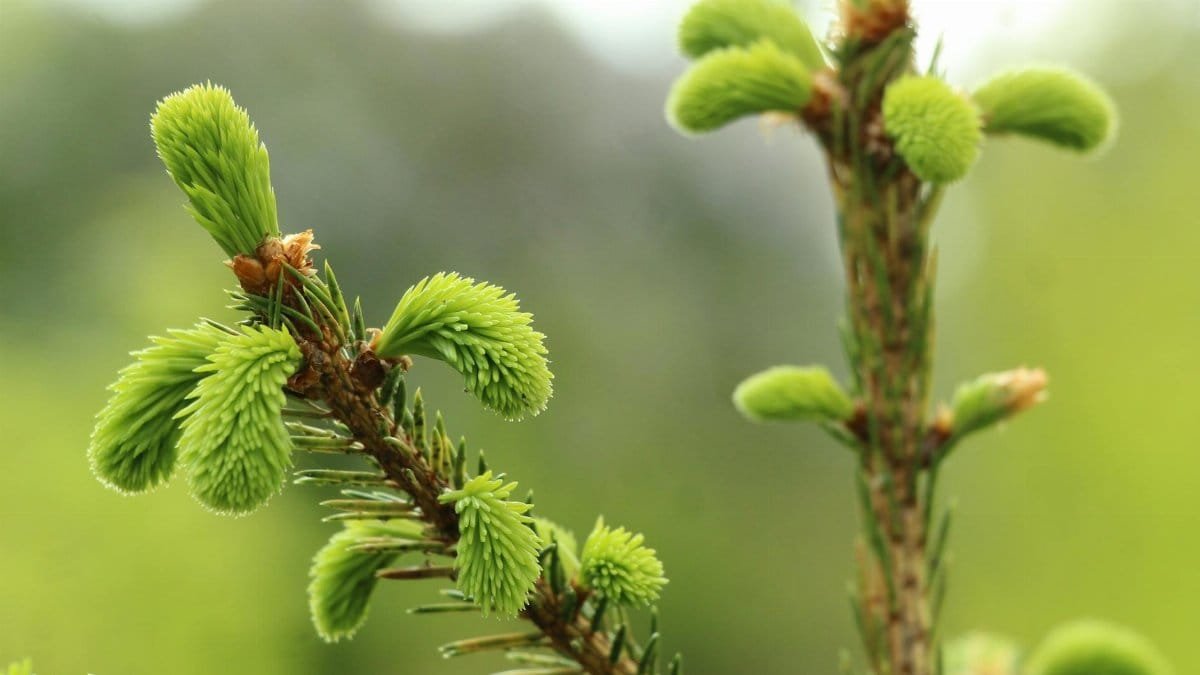 Vibrant green new growth on evergreen tree branches, symbolizing renewal and spring.