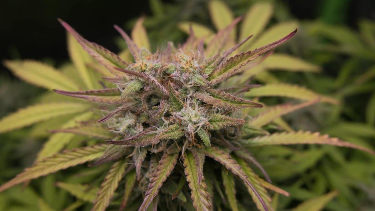Detailed image of a cannabis plant with vibrant green leaves in a garden.