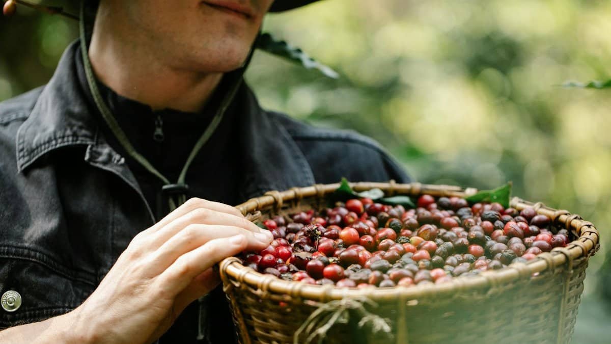 Close-up of a farmer collecting ripe coffee cherries in a wicker basket on a farm.