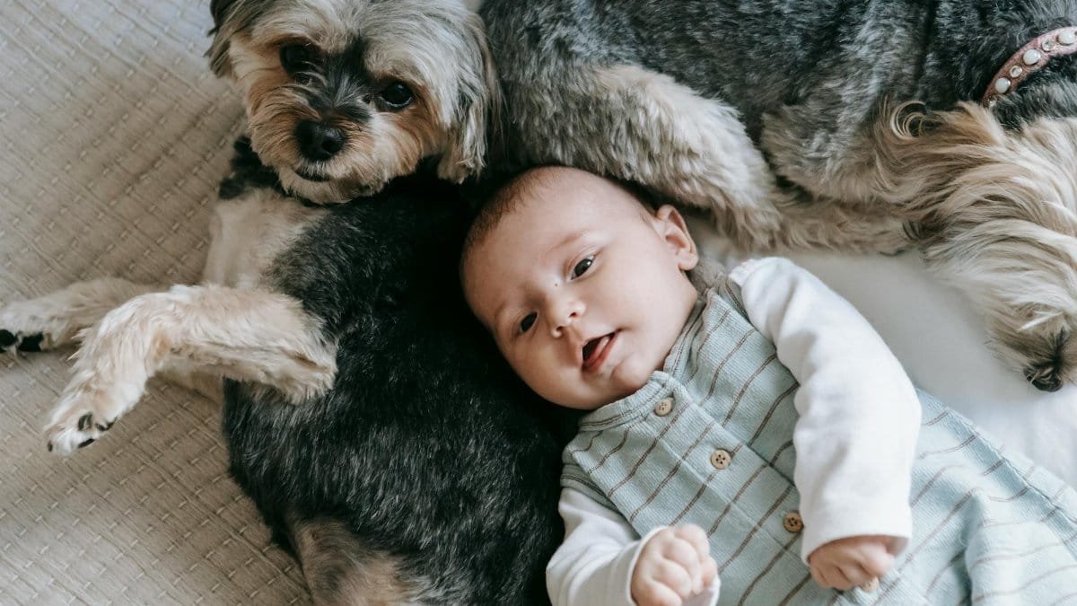 A peaceful moment with a baby and Yorkshire Terrier dog lying together on a bed indoors.