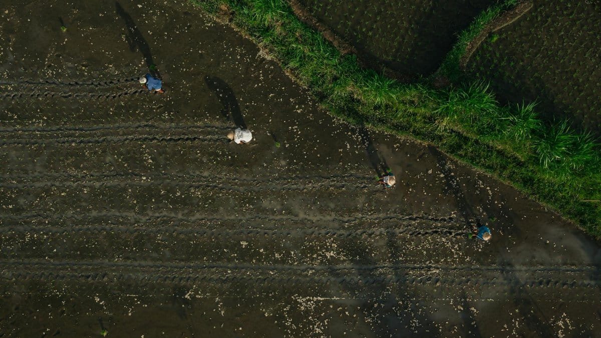 Aerial shot of farmers tending rice fields, showcasing agricultural life from above.
