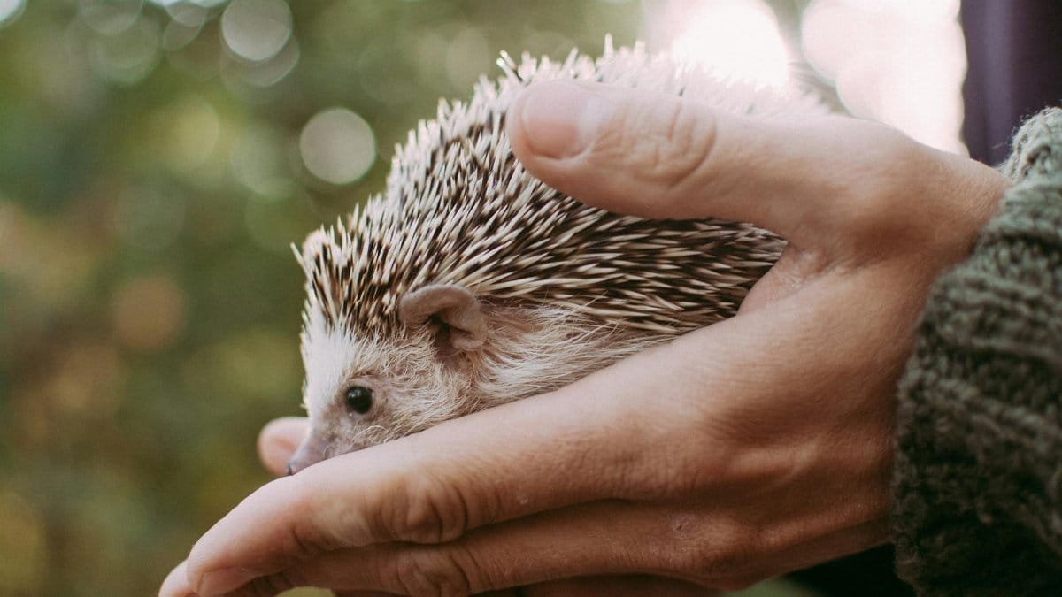 A tender moment capturing a small hedgehog cradled in human hands with a soft bokeh background.