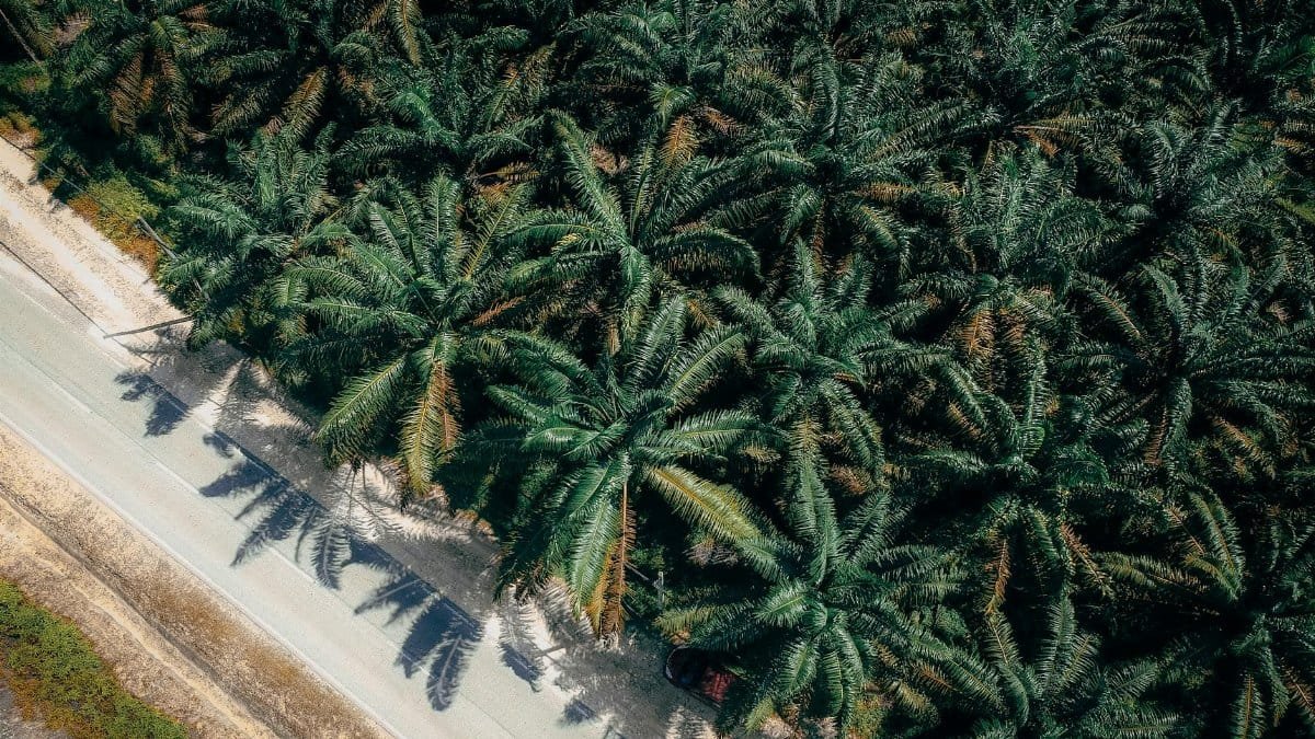 Aerial view capturing a lush palm tree plantation adjacent to a country road.