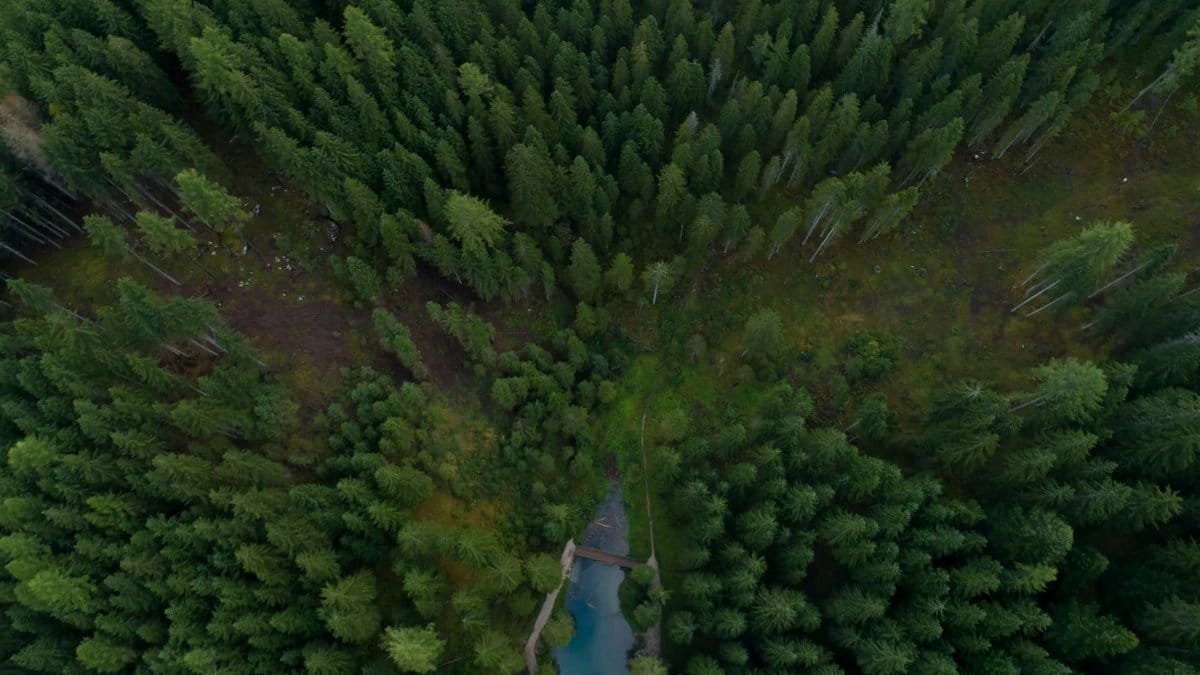 Drone shot capturing an overhead view of a dense evergreen forest with a river flowing through.