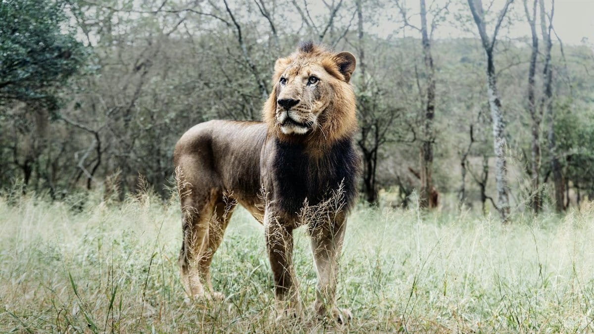 A stunning lion stands proudly in the green fields of the African savanna.