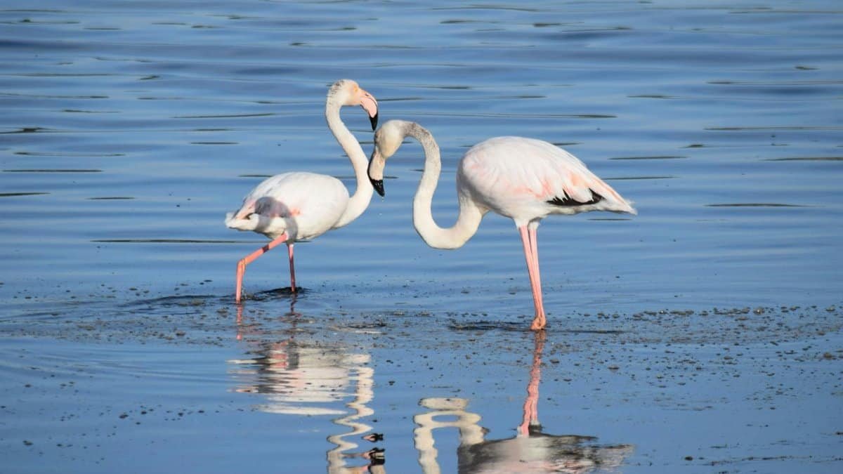Flamingos