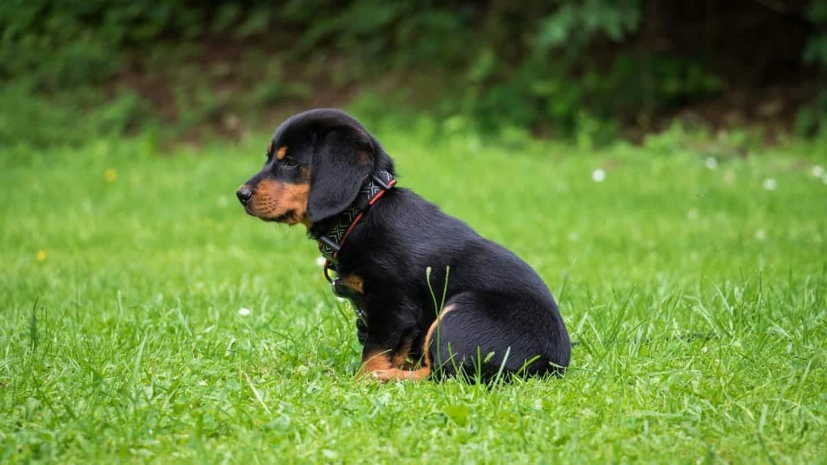 A cute puppy with a collar sits in a lush green field, enjoying the day.