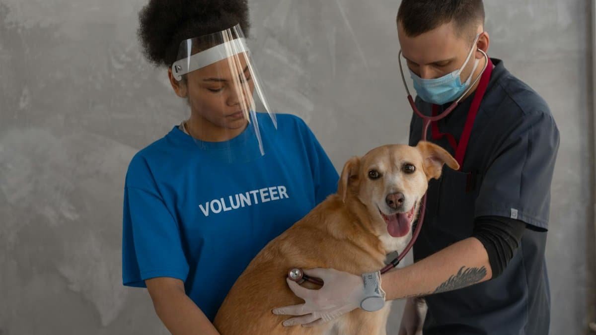 Veterinarian and volunteer care for a dog during a check-up at the clinic.