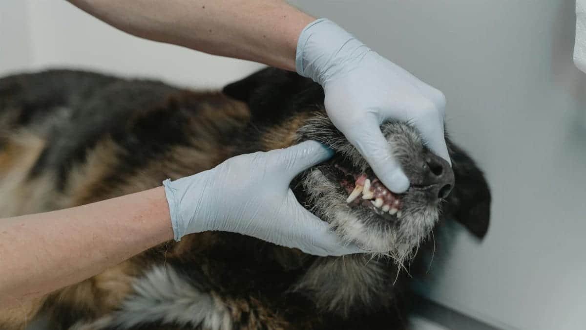 Close-up of a veterinarian examining a dog's teeth during a dental checkup.