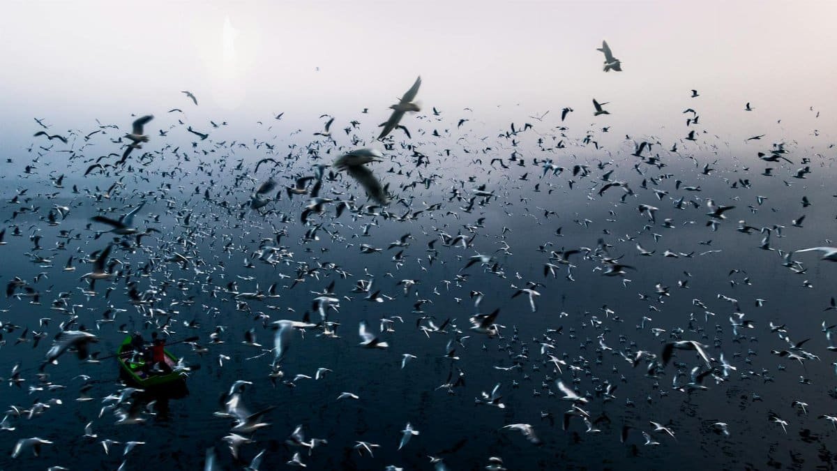 A serene scene of fishermen on a boat surrounded by a massive flock of birds at dawn in New Delhi.