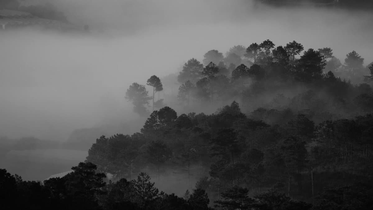 Explore this black and white photo of a misty forest, capturing atmospheric fog and serene nature.