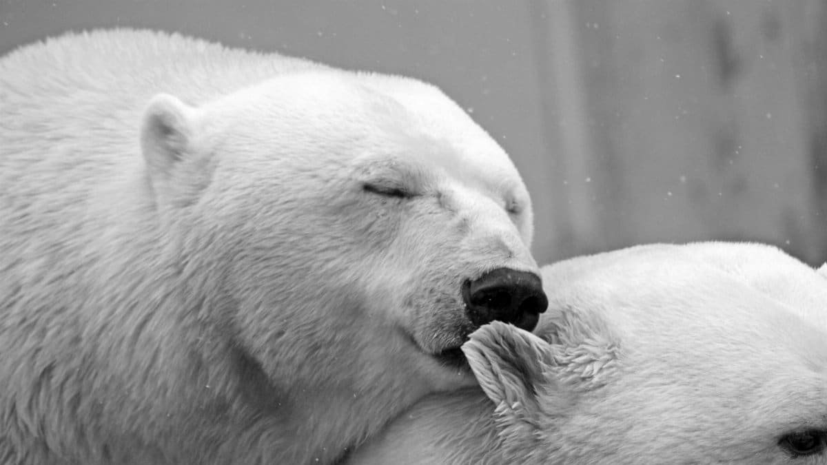 Intimate black and white photo of two polar bears showcasing their natural behavior.