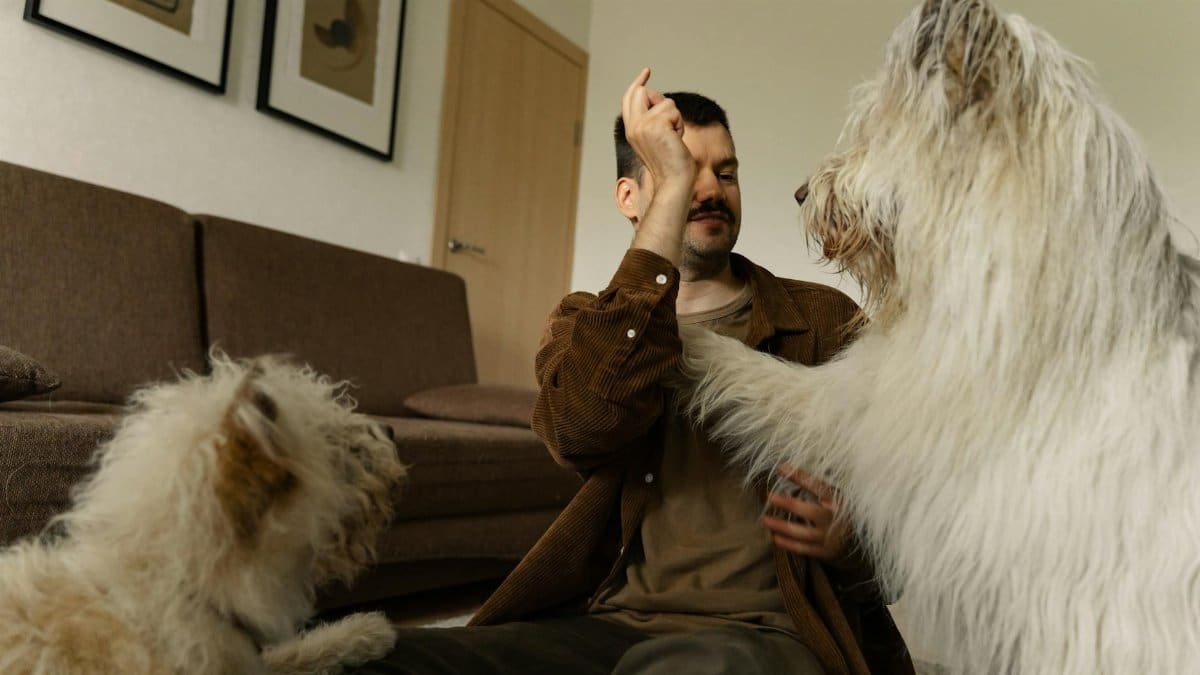 A man enjoys playful interaction with two fluffy dogs in a cozy living room setting.