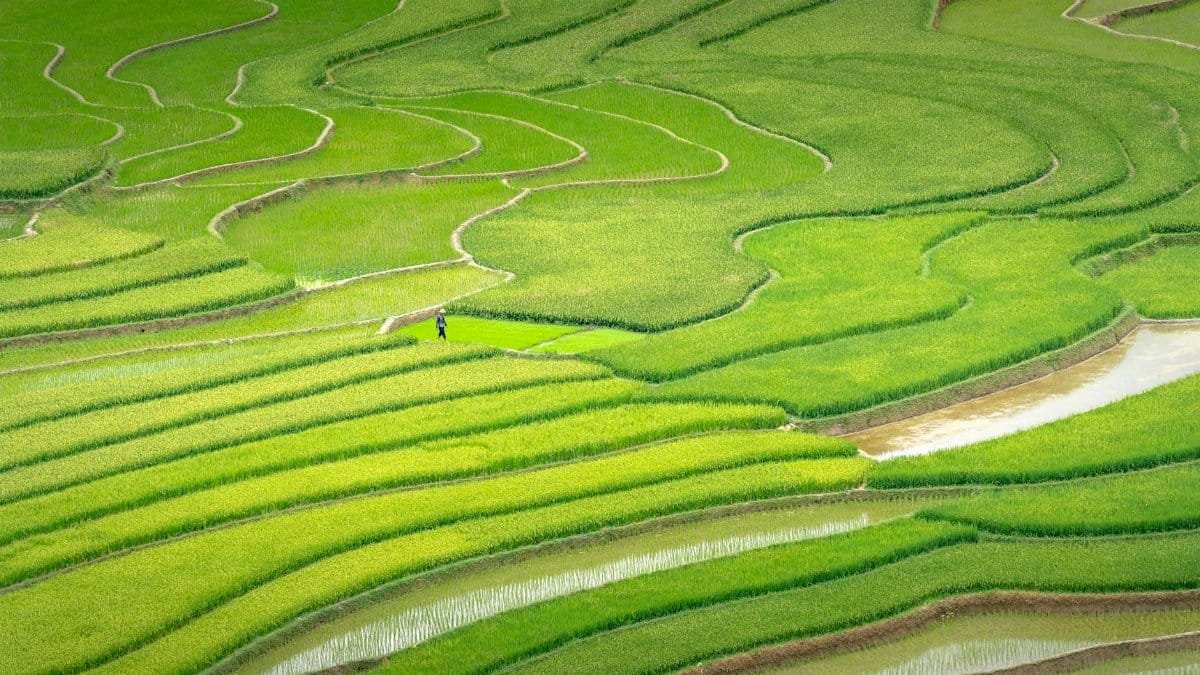 From above of agricultural rice fields with furrows water and green rice plantations on sunny day in countryside