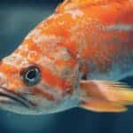 Close-up of a colorful orange fish swimming underwater, showcasing vibrant marine life and fins detail.