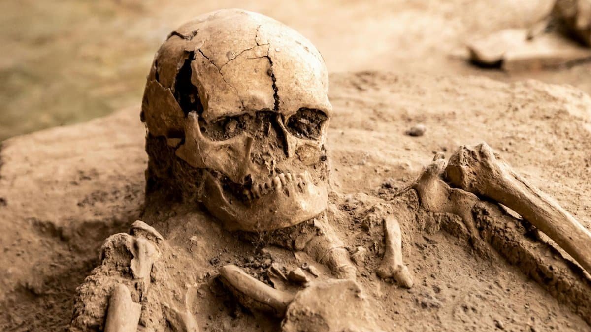 Detailed view of an ancient human skeleton uncovered at an archaeological excavation site, showcasing history.
