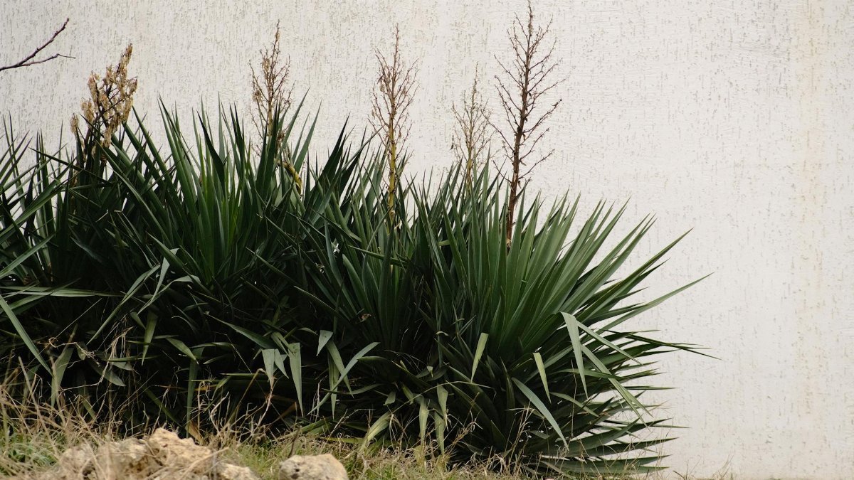 Close-up of yucca plants growing alongside a textured concrete wall with visible greenery and rocks.