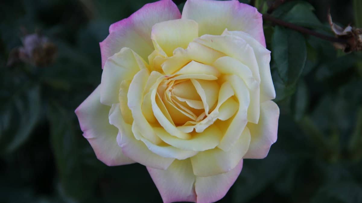 Stunning close-up of a yellow rose with soft pink edges, ideal for floral art and backgrounds.