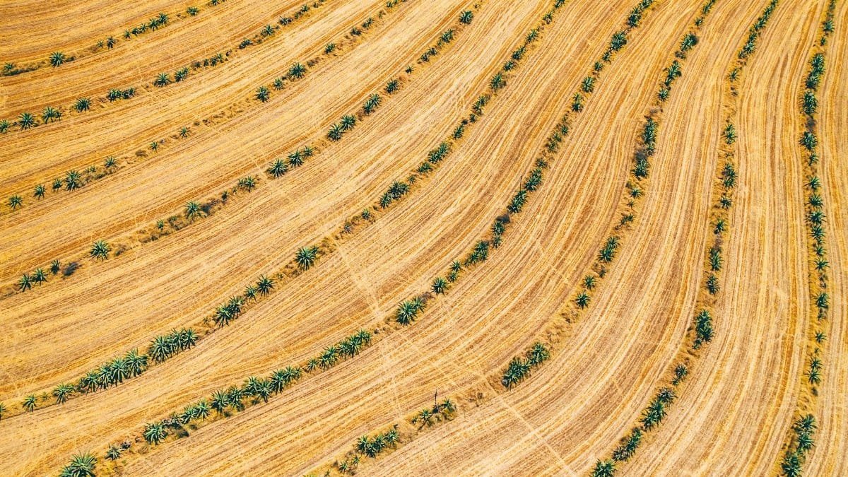 Vibrant aerial view of agricultural fields with green plants arranged in patterns.