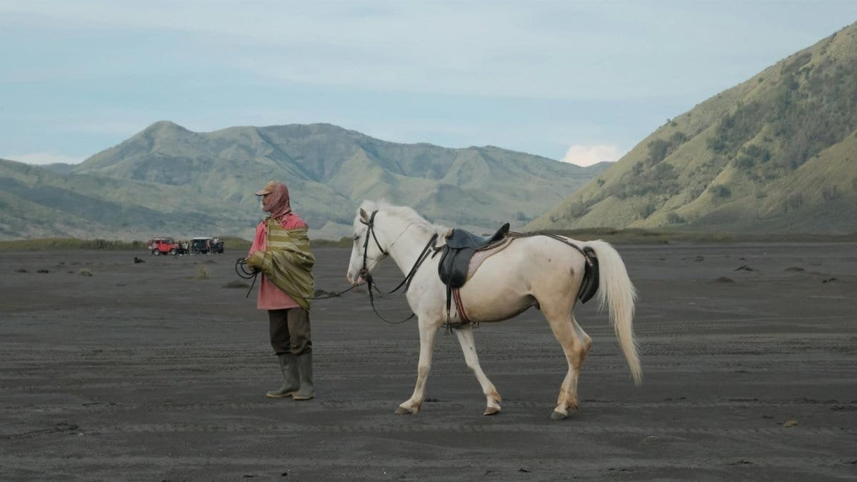 WHITE HORSE
