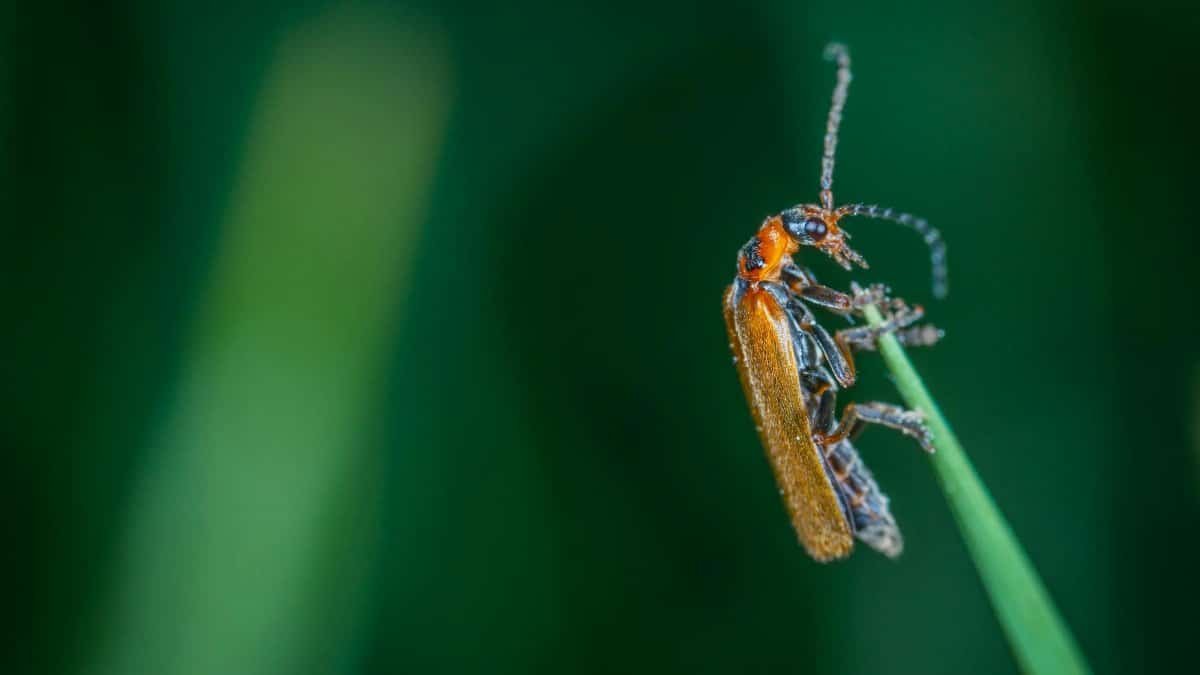 Macro shot of a small beetle resting on a leaf. Vibrant colors highlight the detail.