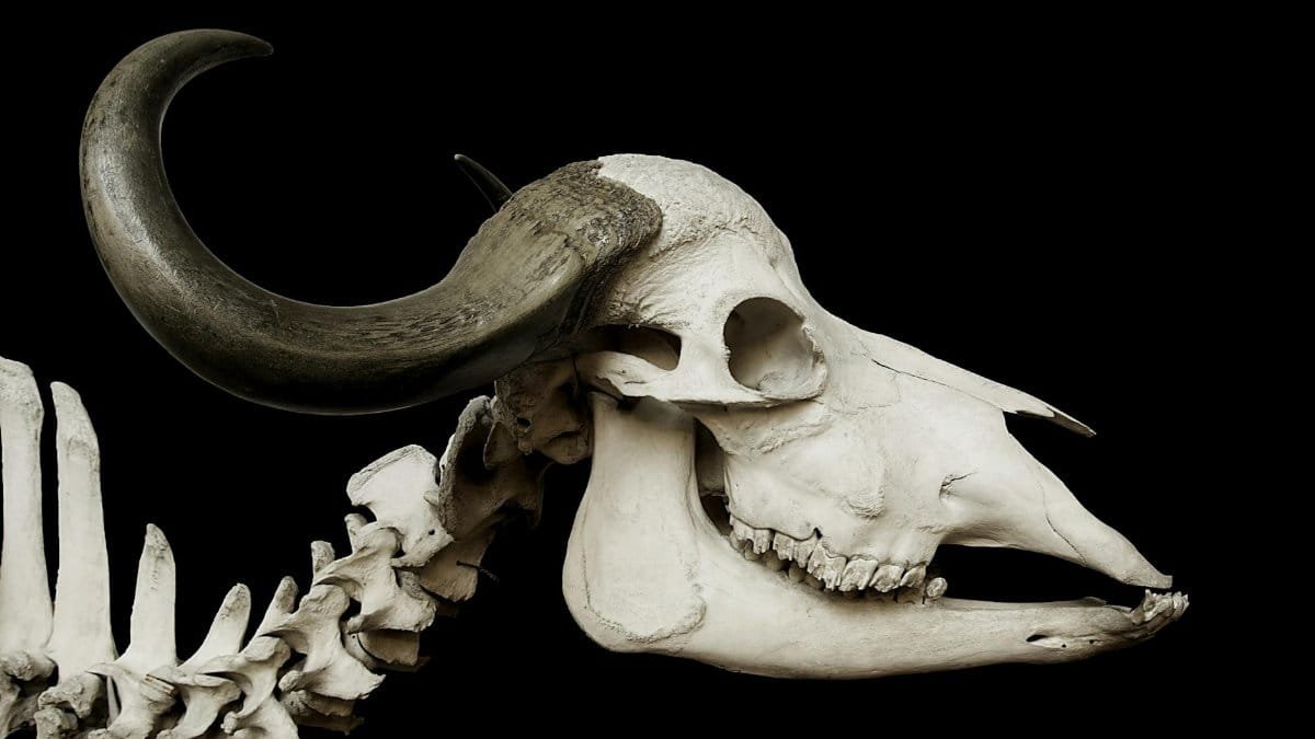 Detailed view of a bull skull with horns on a dark background, showcasing natural texture.