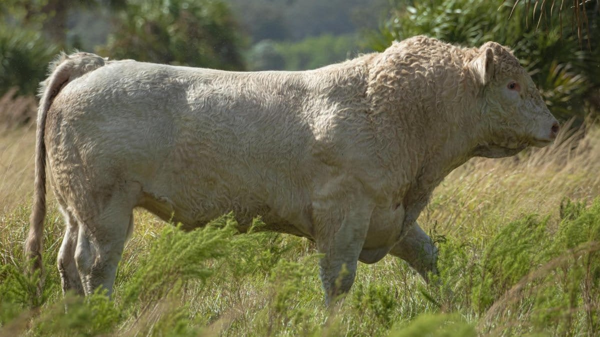 A powerful white bull grazes in a verdant field in LaBelle, Florida, showcasing its strength and calm demeanor.