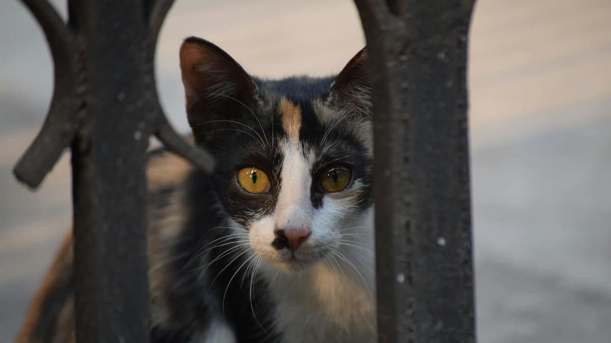 A curious calico cat peeks through a metal fence, showcasing its striking eyes and playful nature.