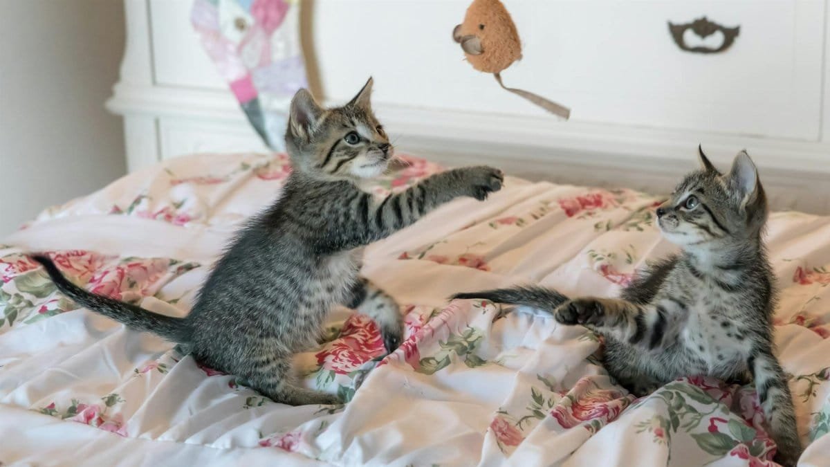 Two tabby kittens play with a toy on a floral comforter, capturing a moment of adorable playfulness.
