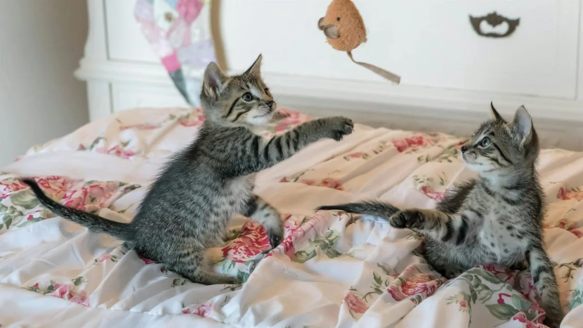 Two tabby kittens play with a toy on a floral comforter, capturing a moment of adorable playfulness.