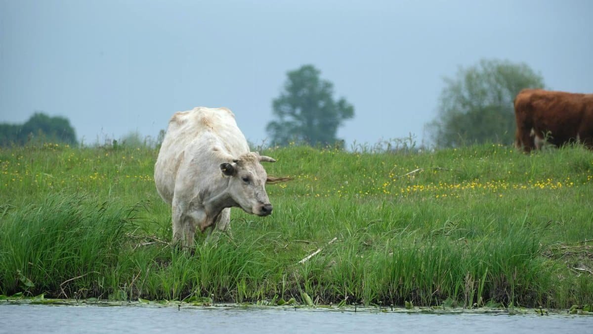 A tranquil scene of a white cow grazing by a serene river in lush green countryside.