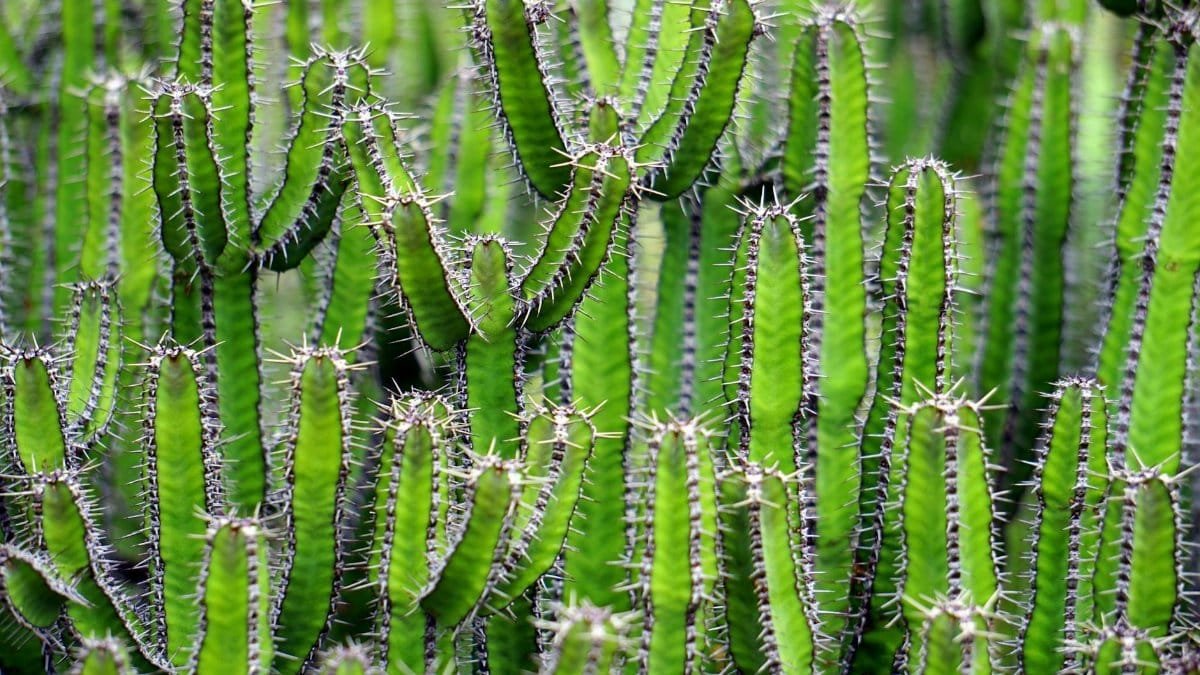 A close-up view of vibrant green cacti, highlighting their sharp spines and unique shapes.