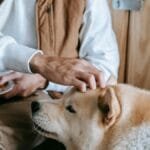 A man lovingly pets his Akita dog while holding a plate of croissants indoors.