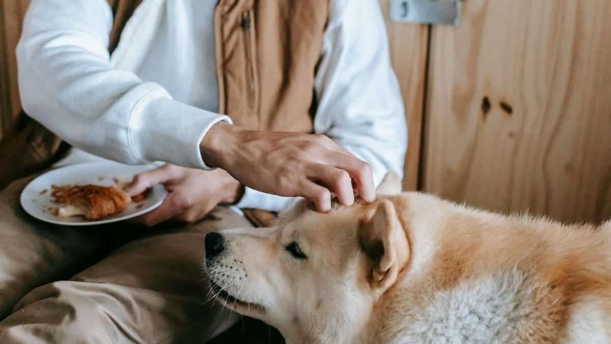A man lovingly pets his Akita dog while holding a plate of croissants indoors.