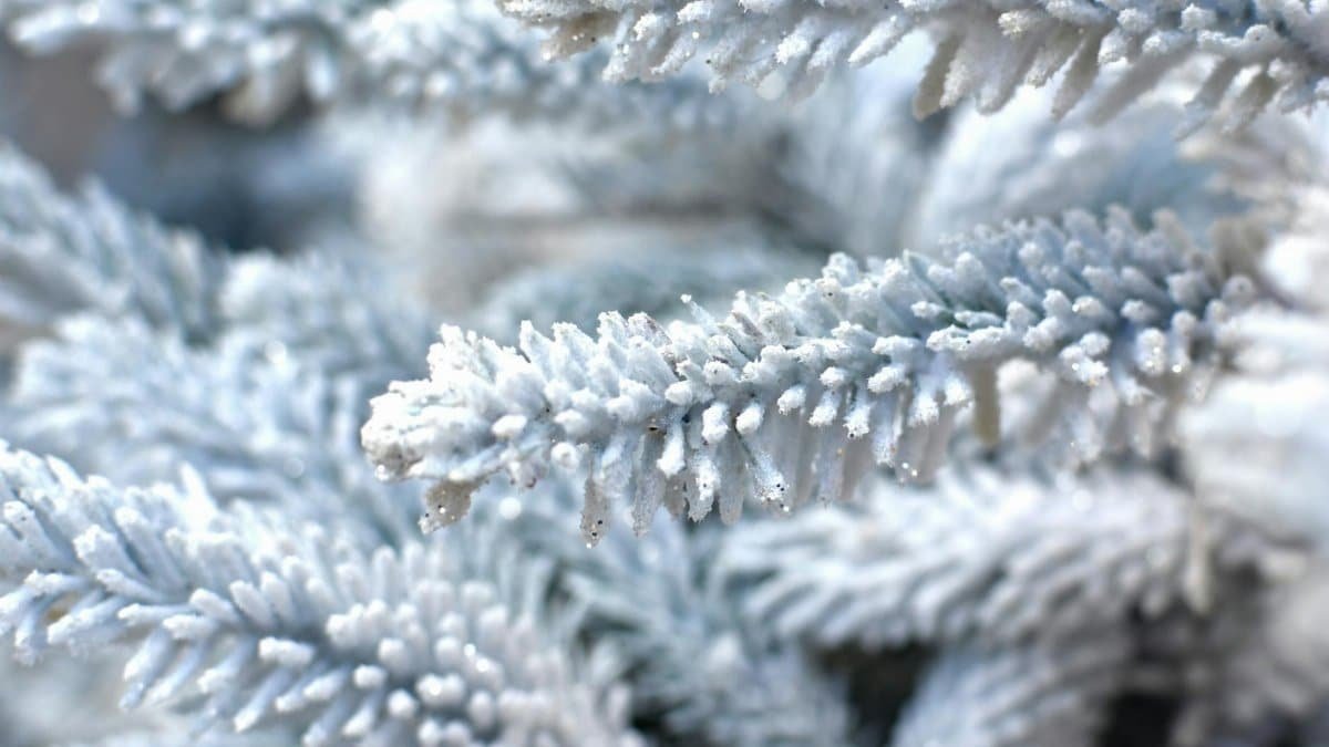 Close-up of frost-covered coniferous branches in a winter setting, capturing the essence of holiday magic.