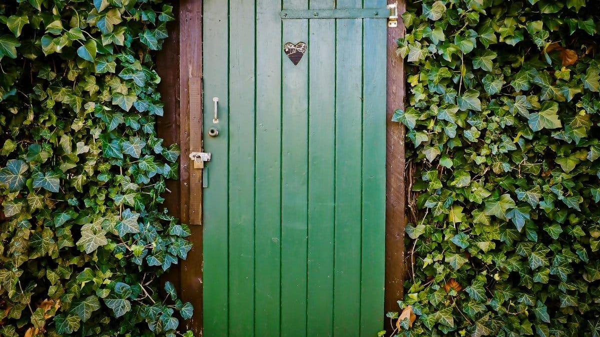 A vibrant green wooden door surrounded by lush ivy, creating a natural and rustic entrance.